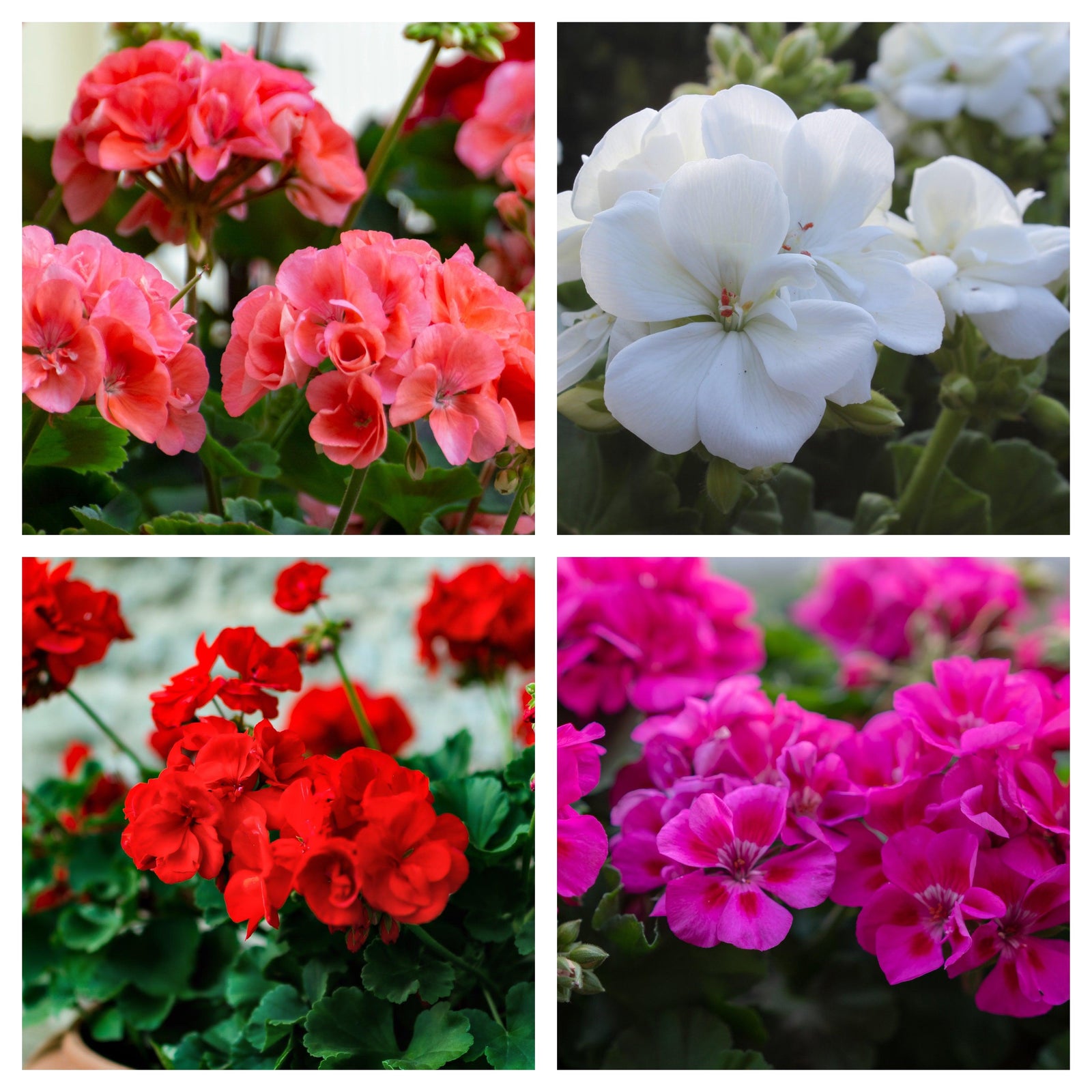 A collage of four Geranium 1.5L (Our Choice) plants in pink, white, red, and magenta blooms set against lush green leaves—ideal for adding vibrant color to patio containers.