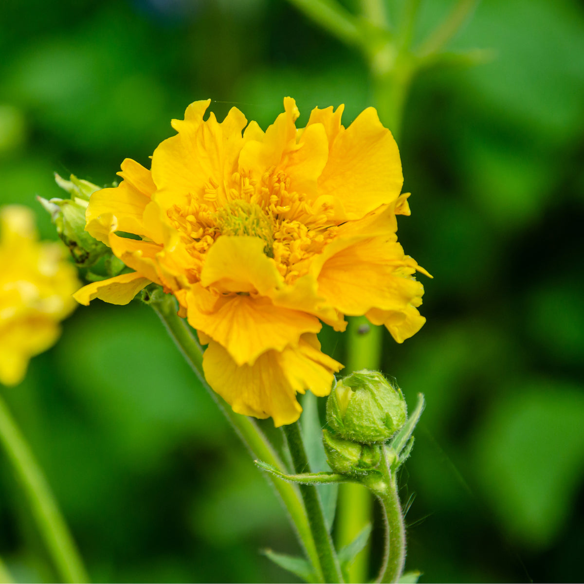 Geum &#39;Lady Stratheden&#39; (Various Sizes Available) features bright yellow, delicate flowers with green buds and lush foliage—an ideal, reliable perennial to add charm to any cottage garden.