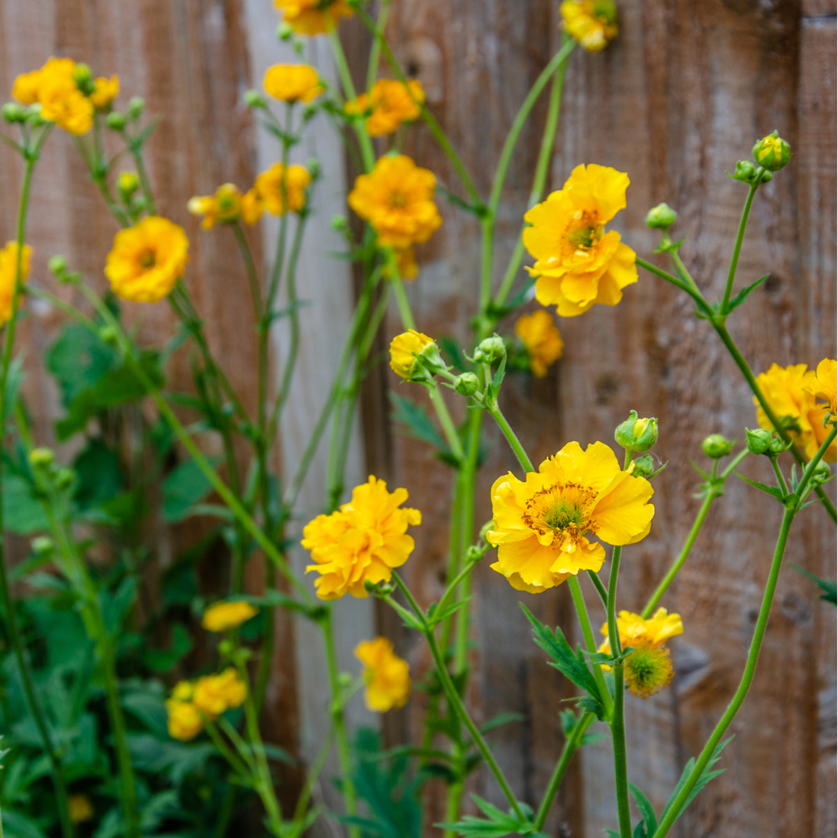 Geum &#39;Lady Stratheden&#39; (Various Sizes Available) features bright yellow blooms with green stems and leaves, offering cheerful color and classic charm to cottage gardens as a cherished perennial beside fences or borders.