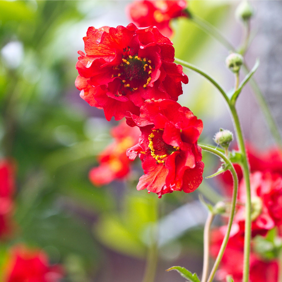 Geum &#39;Mrs Bradshaw&#39; produces bright red ruffled flowers with yellow centers on green stems. Available in 9cm, 1.5L, or 3L pots, this hardy perennial adds vibrant color to any cottage garden.