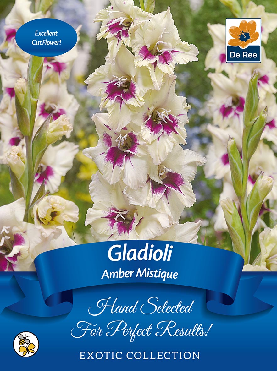 Gladioli Bulbs | 'Amber Mistique' | Exotic Collection 7 Bulbs