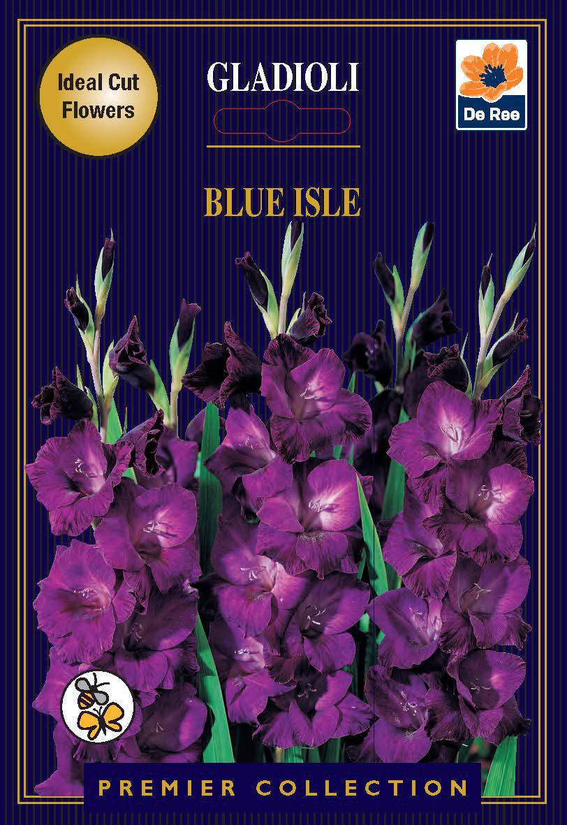 Gladioli Bulbs | Blue Isle |10 Bulbs
