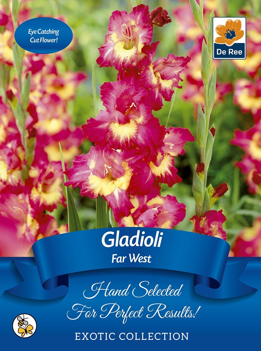 Gladioli Bulbs | 'Far West' | Exotic Collection 7 Bulbs