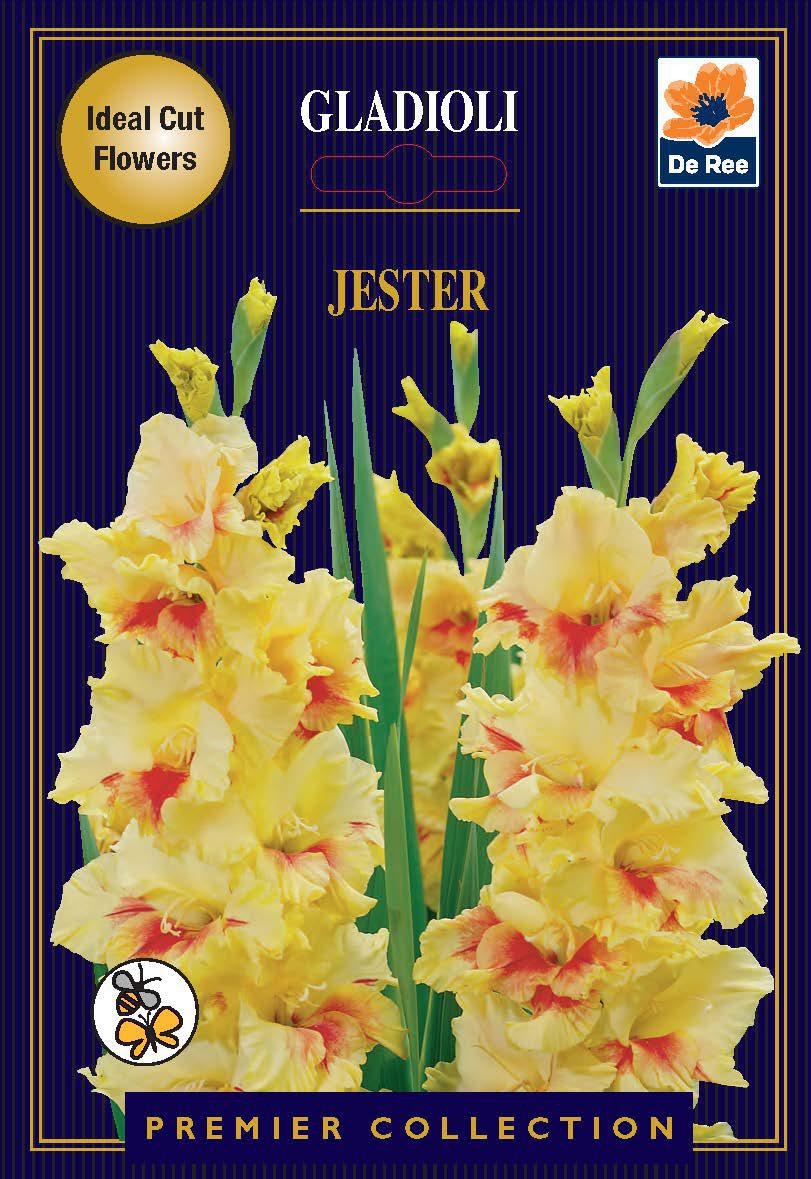 Gladioli Bulbs | Jester |10 Bulbs