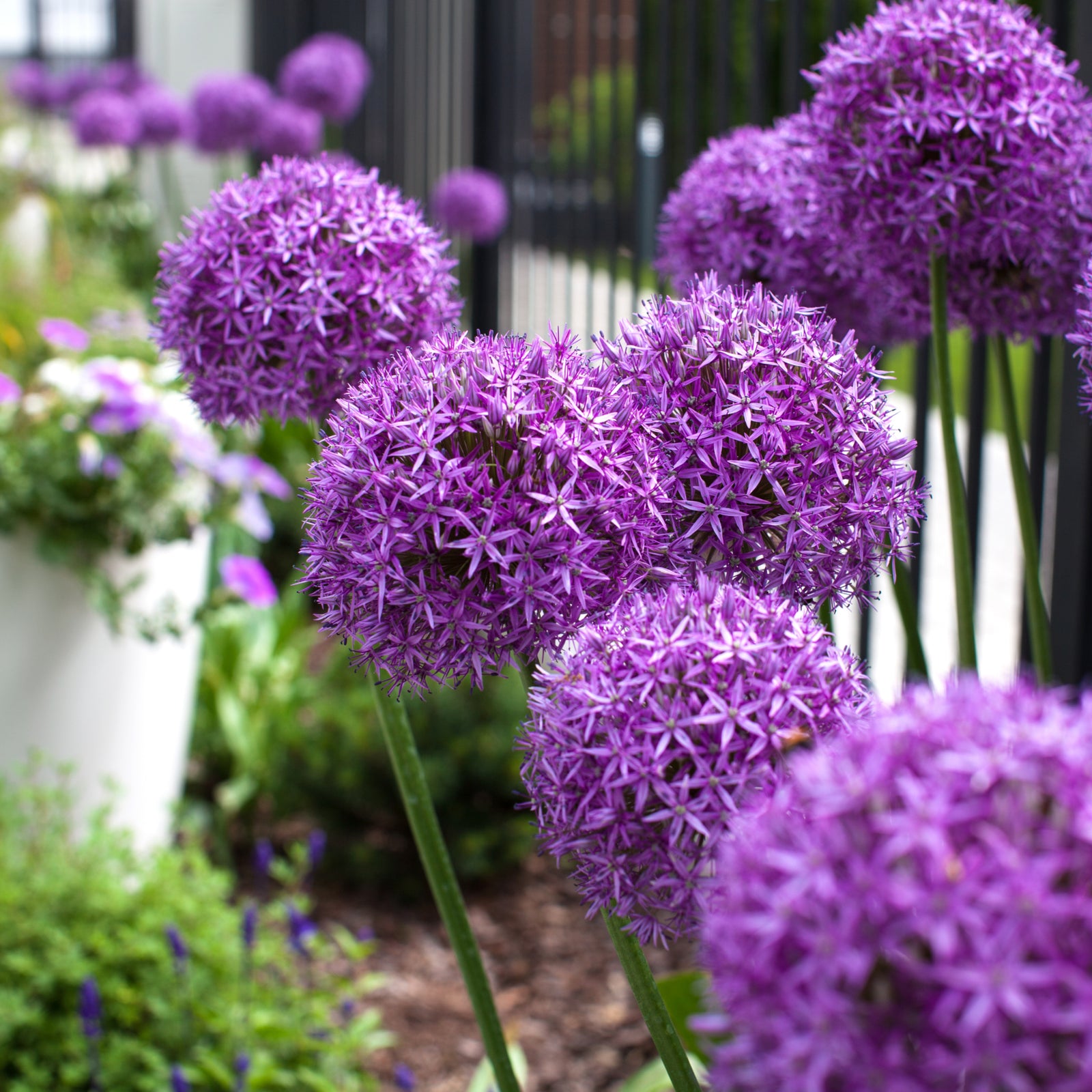 A striking display of Allium 'Globemaster' 2L, showcasing tall green stems topped with large, globe-shaped purple blooms, stands out beautifully against a backdrop of yellow-green grass.