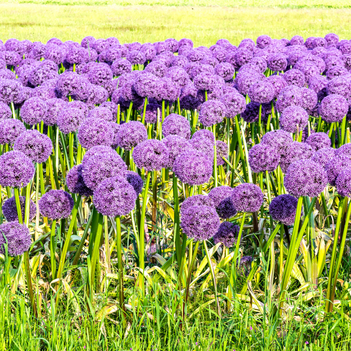 A striking display of Allium &#39;Globemaster&#39; 2L, showcasing tall green stems topped with large, globe-shaped purple blooms, stands out beautifully against a backdrop of yellow-green grass.