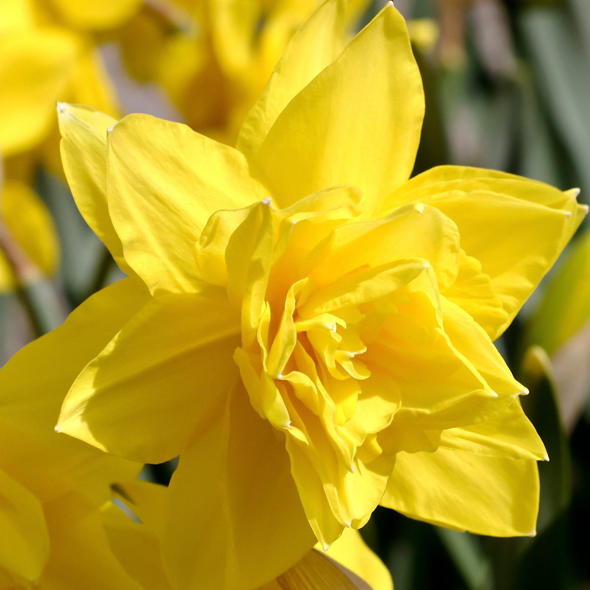 A close-up of Daffodil &#39;Golden Ducat&#39; (6 Bulbs) highlights its vibrant, golden-yellow double blooms—an easy, low-maintenance choice to brighten any garden.