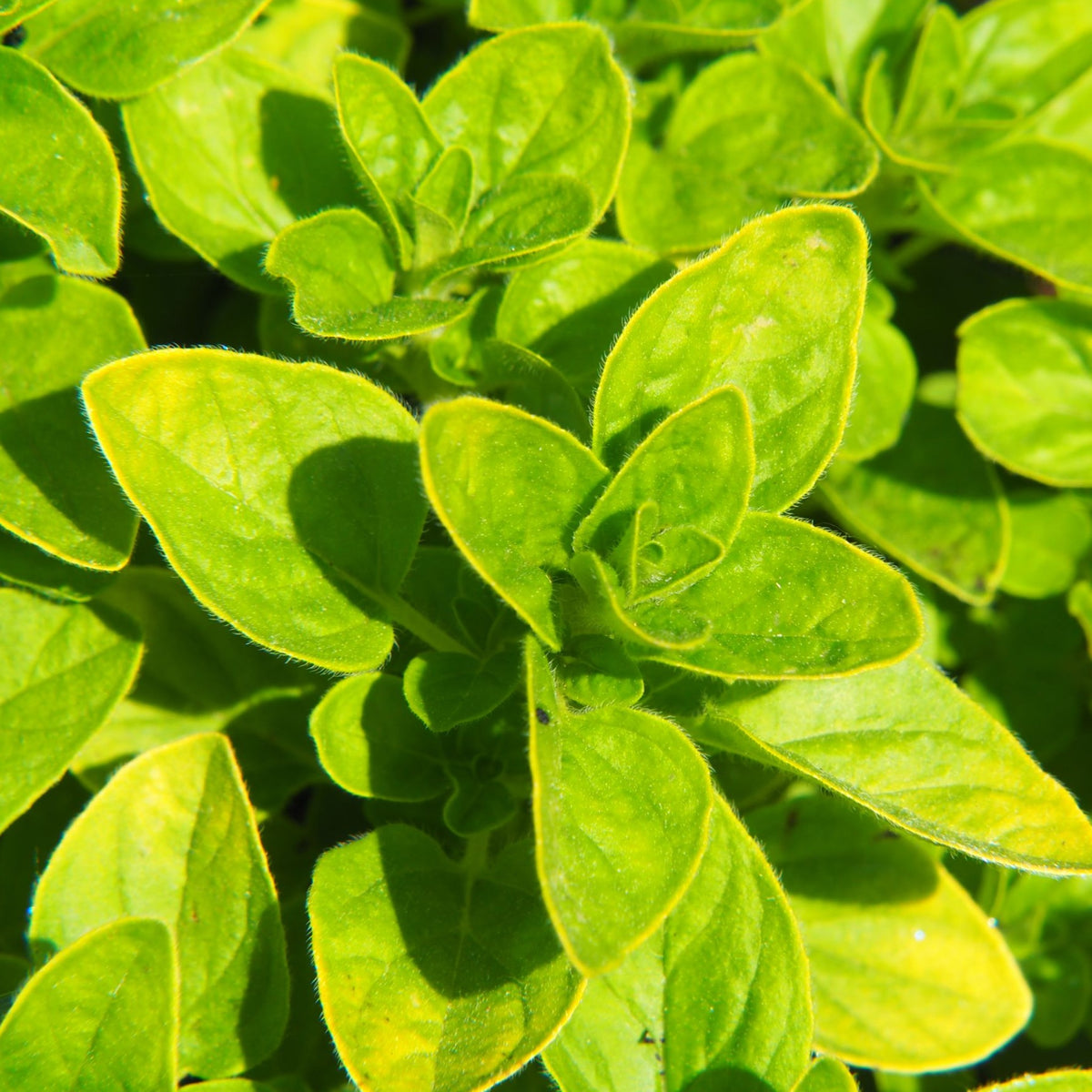 Oregano - Golden (Herb) 13cm