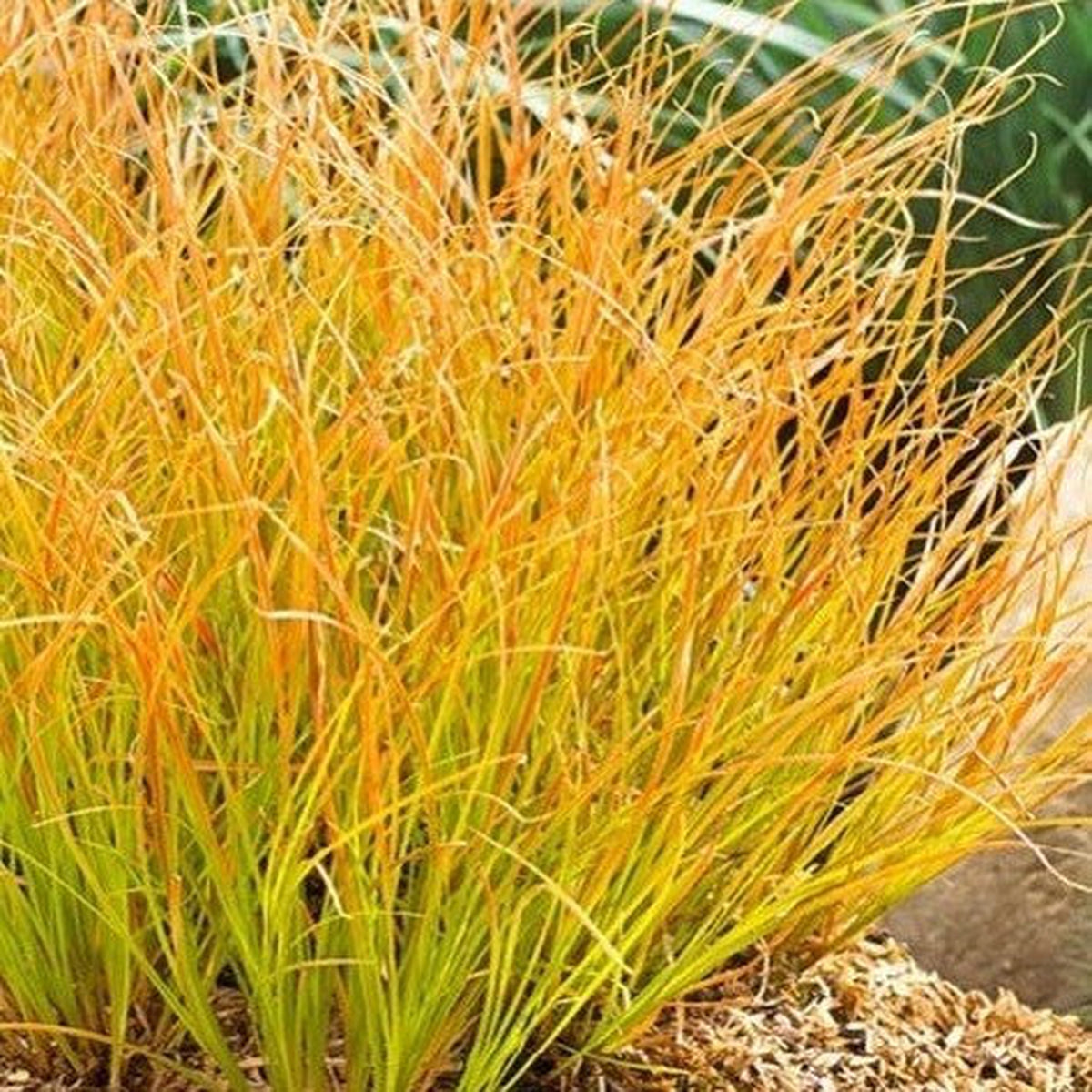 The Carex testacea &#39;Prairie Fire&#39; Grass 3L features slender, upright leaves in golden yellow and orange tones, thriving in mulch-covered garden beds and offering superb drought tolerance as an ornamental grass.