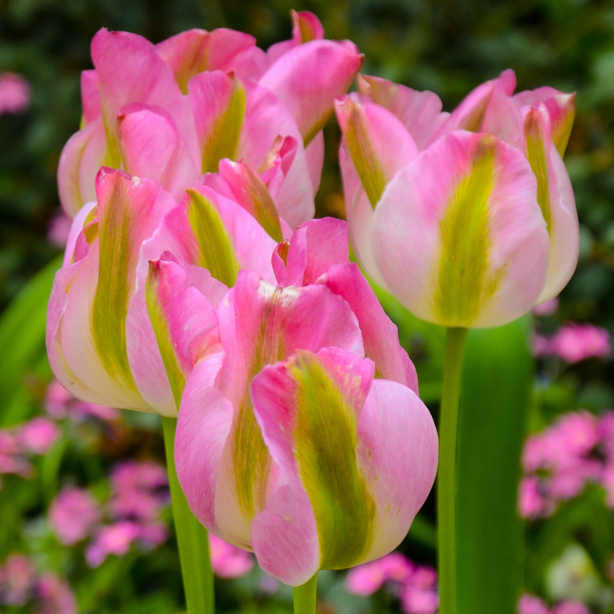 Tulip &#39;Groenland&#39; (5 Bulbs)