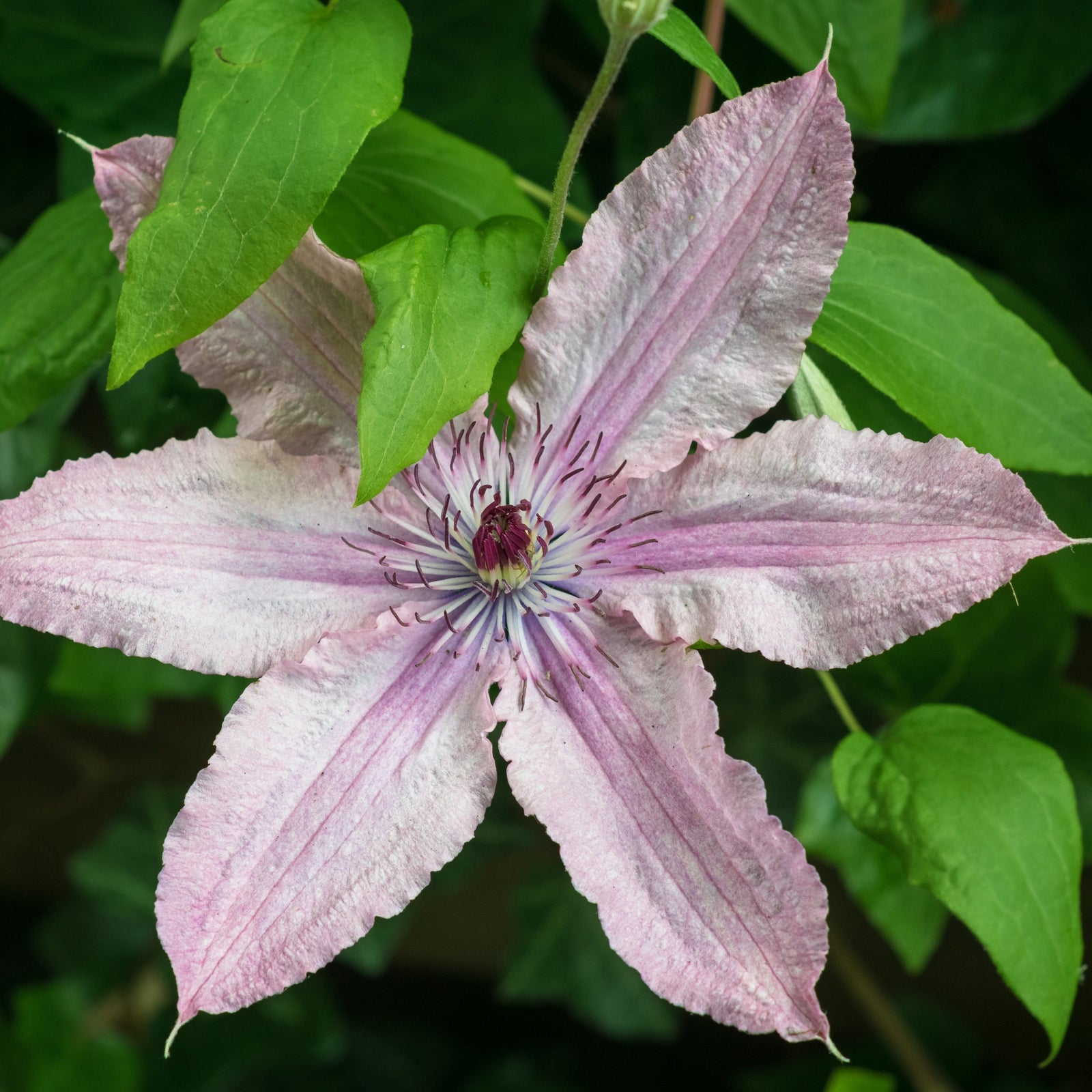 A close-up of Clematis 'Hagley Hybrid' 60cm features its large, light purple six-petaled flowers with dark pink stamens, blooming against a brick wall surrounded by green leaves and two nearby flower buds.