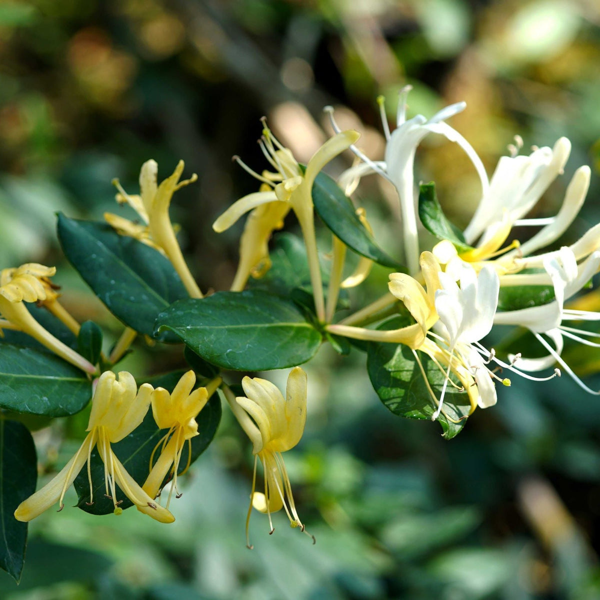 A close-up of Honeysuckle &#39;Hall&#39;s Prolific&#39; (Lonicera japonica) 70cm, displaying yellow and white tubular flowers and green leaves, set against a softly blurred natural background.