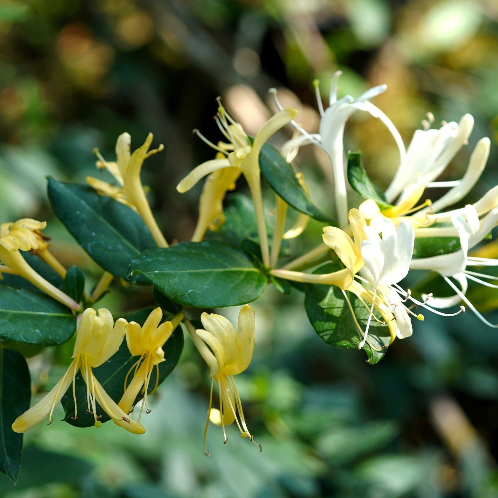 A close-up of Honeysuckle 'Hall's Prolific' (Lonicera japonica) 70cm, displaying yellow and white tubular flowers and green leaves, set against a softly blurred natural background.