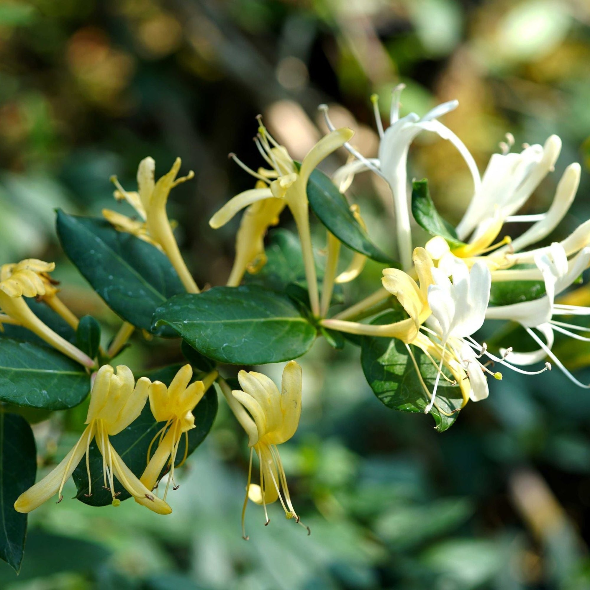 Honeysuckle 'Hall's Prolific' | Lonicera japonica 70cm