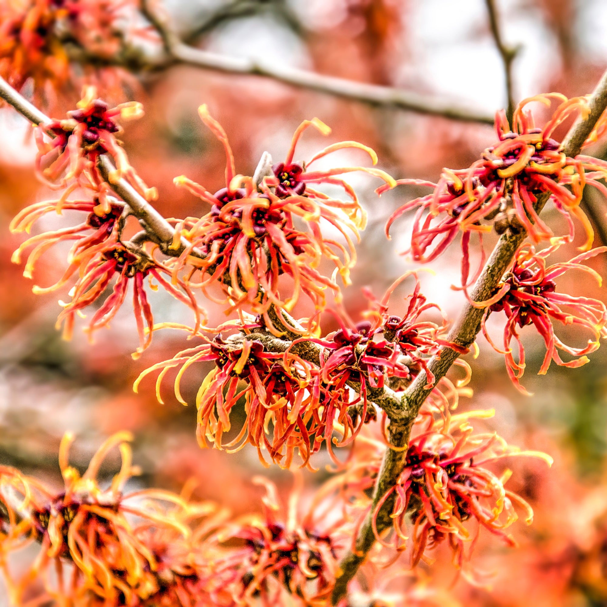 Hamamelis - Orange Beauty (Witch Hazel) 5L