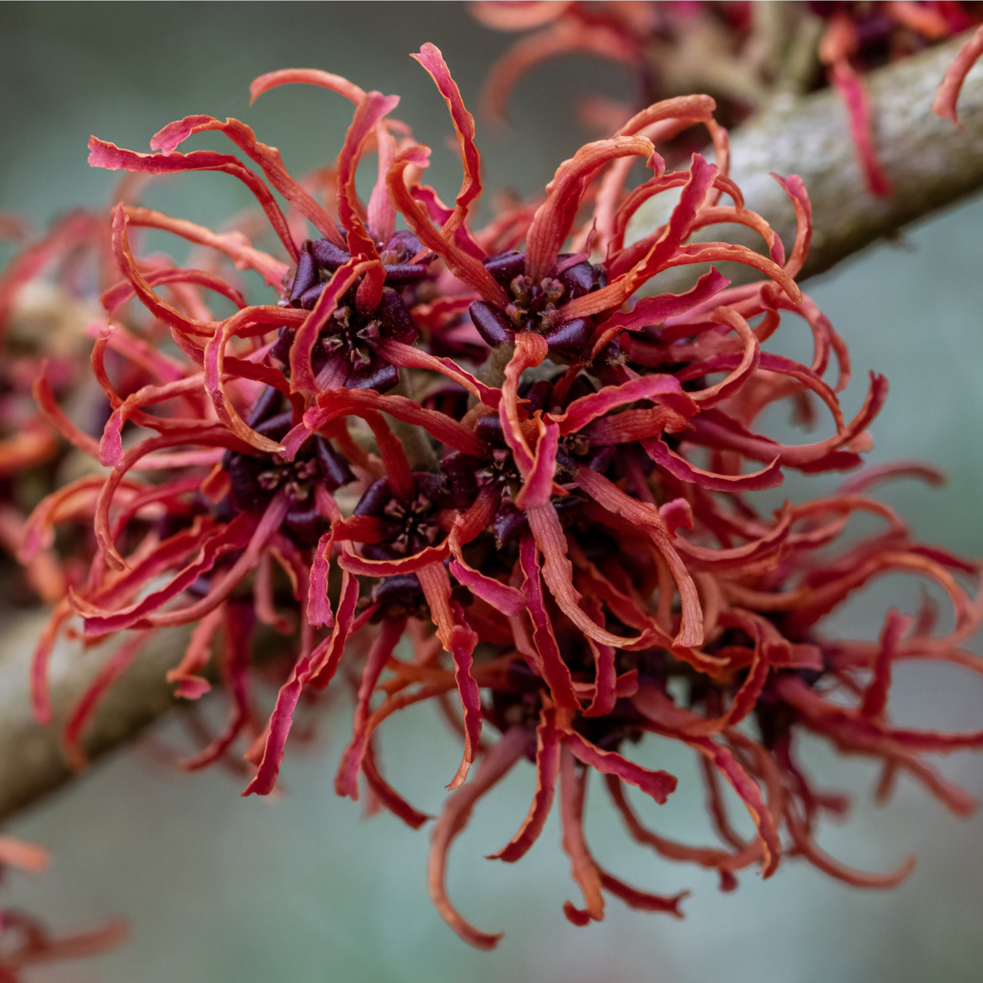 Hamamelis - Rubin (Witch Hazel) 5L