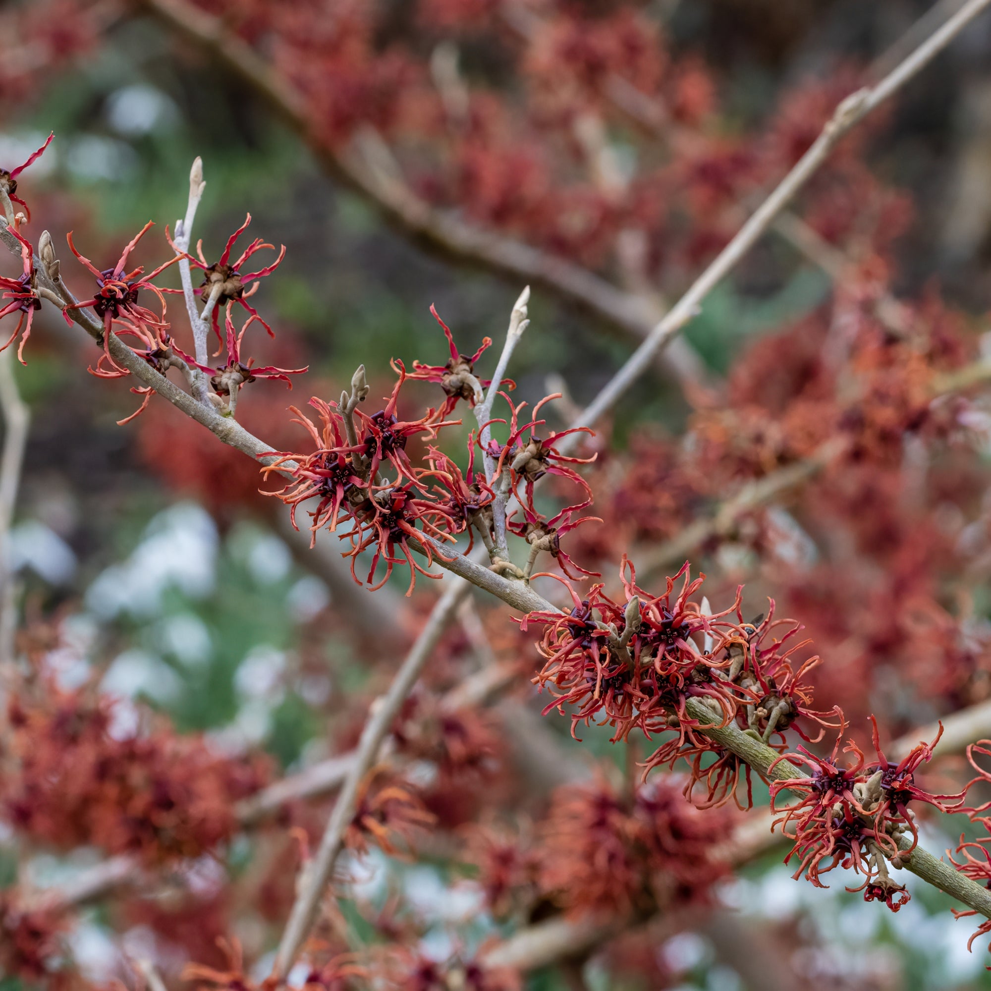 Hamamelis - Rubin (Witch Hazel) 5L