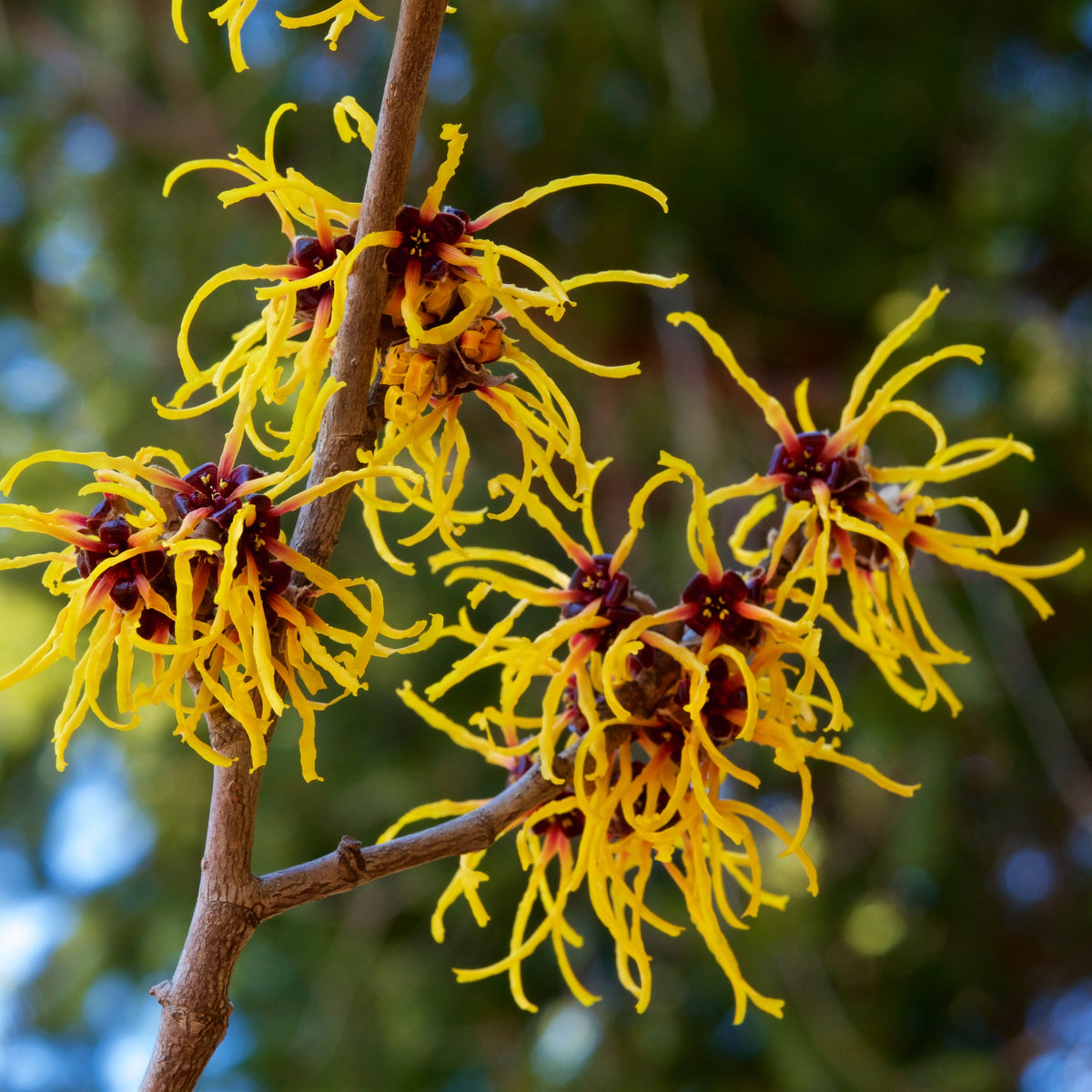 A close-up of Hamamelis x intermedia Arnold Promise (Witch Hazel) 5L, a fragrant shrub with vivid yellow, ribbon-like petals and red centers—ideal for adding winter color to your garden.