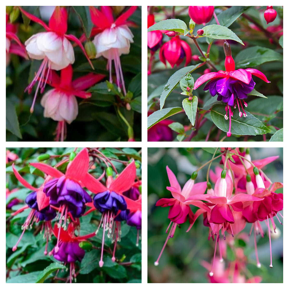 A collage of four close-ups showcases vibrant Hardy Fuchsia | Lost Label | 2L/3L blooms in pink, purple, and white hues with delicate petals—ideal for garden borders and lush foliage.