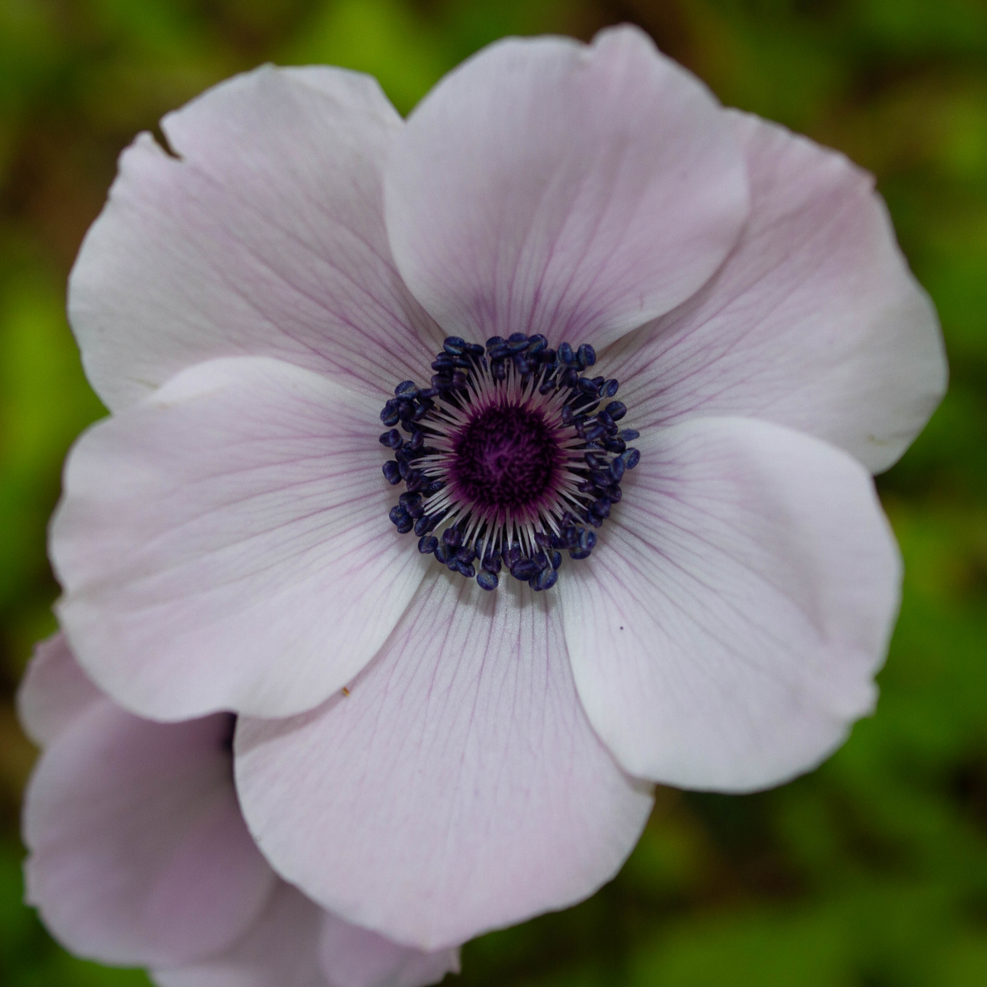 Anemone coronaria Harmony Pearl 1L