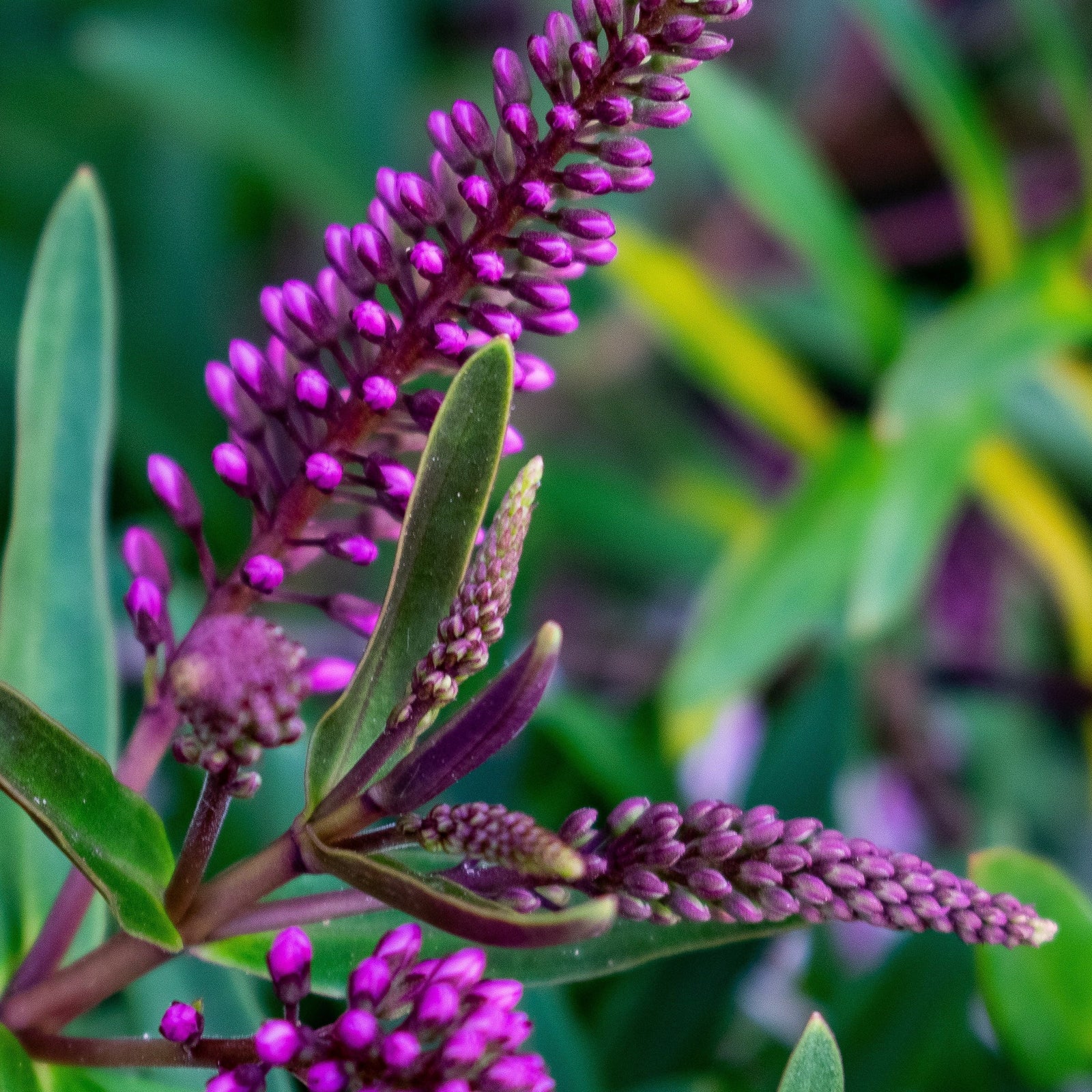 Close-up of Hebe 'Black Beauty' 2L, an evergreen shrub with elongated green leaves and clusters of small, vibrant purple flowers starting to bloom, set against a blurred green foliage background.