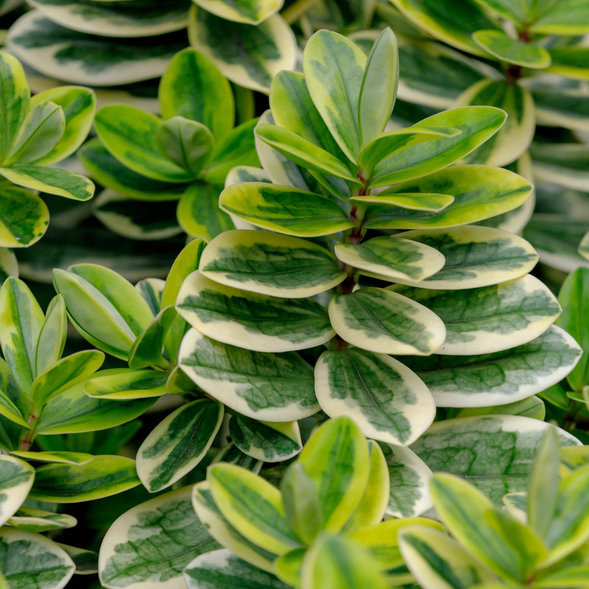 Close-up of Hebe Pinocchio 2L, showcasing lush green and cream variegated oval leaves densely clustered for a striking appearance.