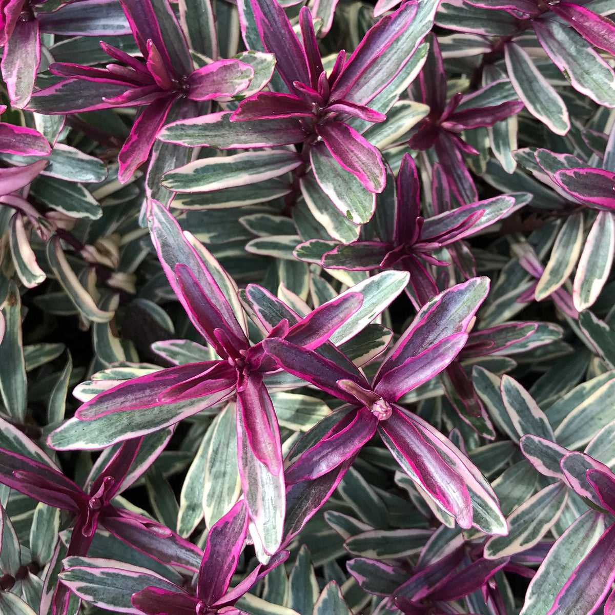 Close-up of vibrant, variegated leaves of Hebe &#39;Heartbreaker&#39; 2L, showcasing green, purple, and white shades with pointed, elongated shapes, densely filling the frame and highlighting the shrub’s striking winter foliage.