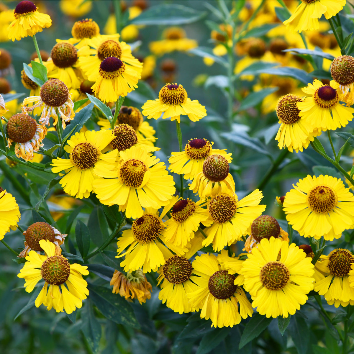 Helenium &#39;El Dorado&#39; 1.5L