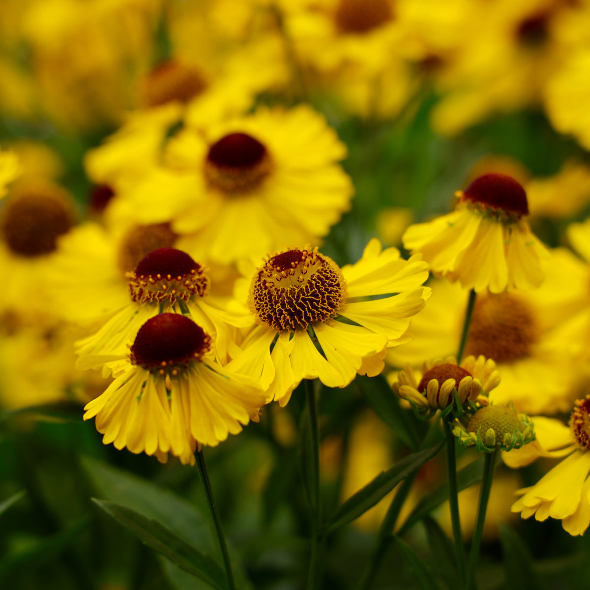 Helenium &#39;El Dorado&#39; 1.5L