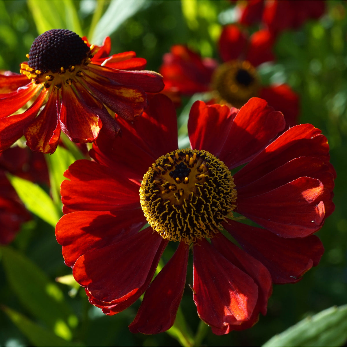Helenium &#39;Ruby Thuesday&#39; 1.5L