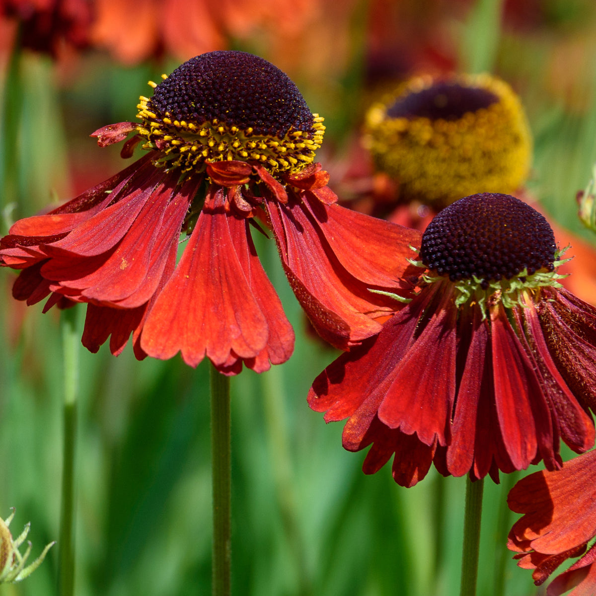 Helenium &#39;Ruby Thuesday&#39; 1.5L