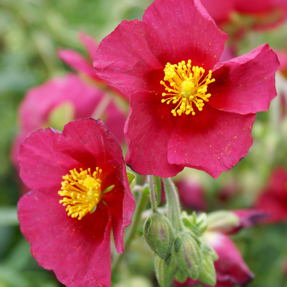 Close-up of two vibrant magenta Helianthemum &#39;Cerise Queen&#39; flowers with bright yellow centers, blooming on an easy-to-grow shrub amidst green foliage and flower buds. Supplied in a 1L pot.