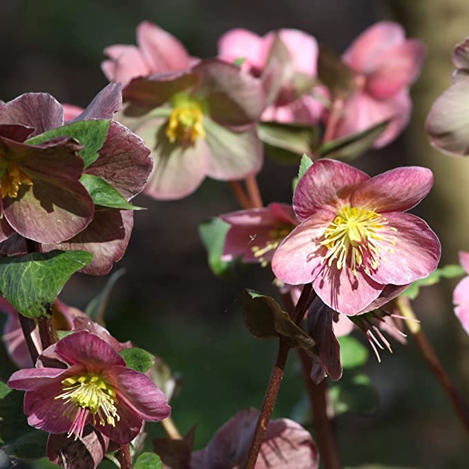 Helleborus orientalis - Pink (9cm)