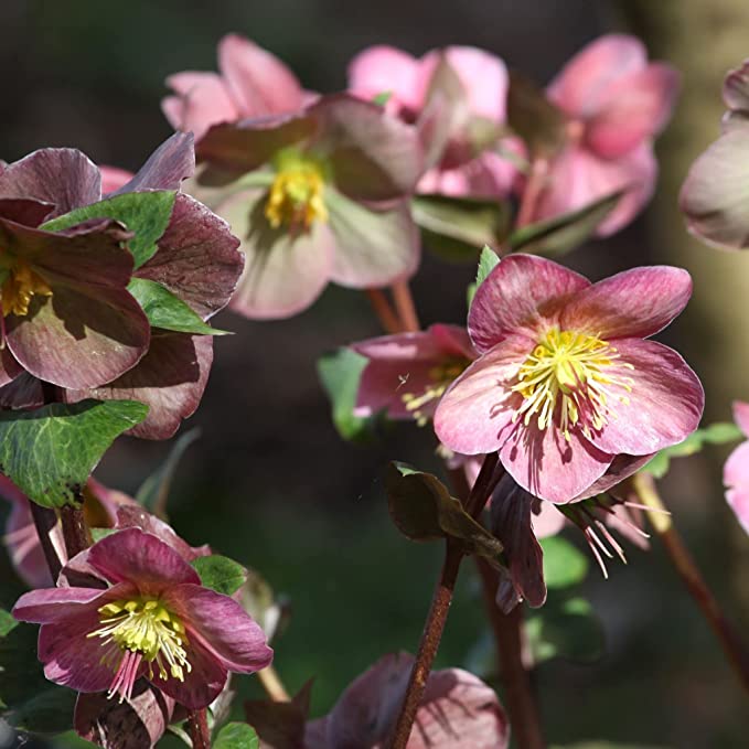 Elegant pink and maroon Hellebore flowers with yellow centers bloom on slender stems amid green leaves. This shade-loving, evergreen perennial comes as a Mix of 3 Helleborus (3 x 9cm Pots) for stunning garden color.