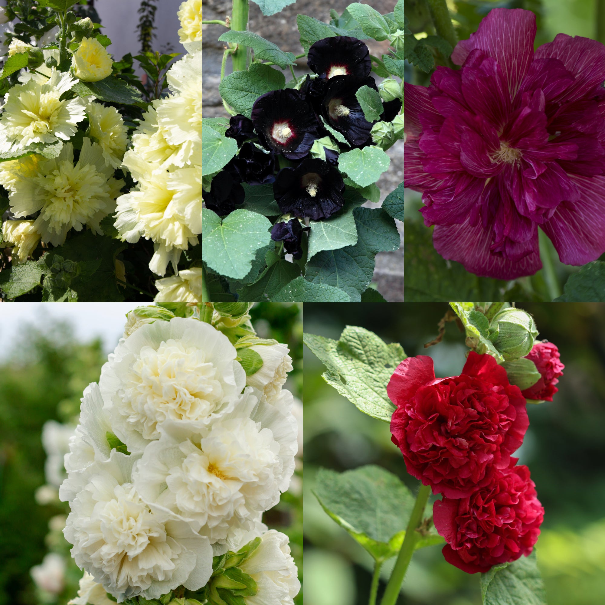 SPECIAL OFFER: Hollyhock (Alcea) - Mix of 5 Plants