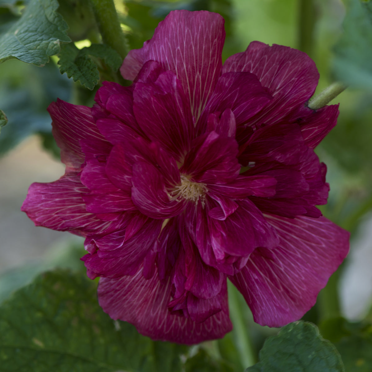 A close-up of the Hollyhock (Alcea) - Purple &#39;Chaters Purple&#39; 9cm shows its vibrant magenta layered petals amid green leaves, capturing the cottage garden spirit and perennial beauty in natural sunlight.