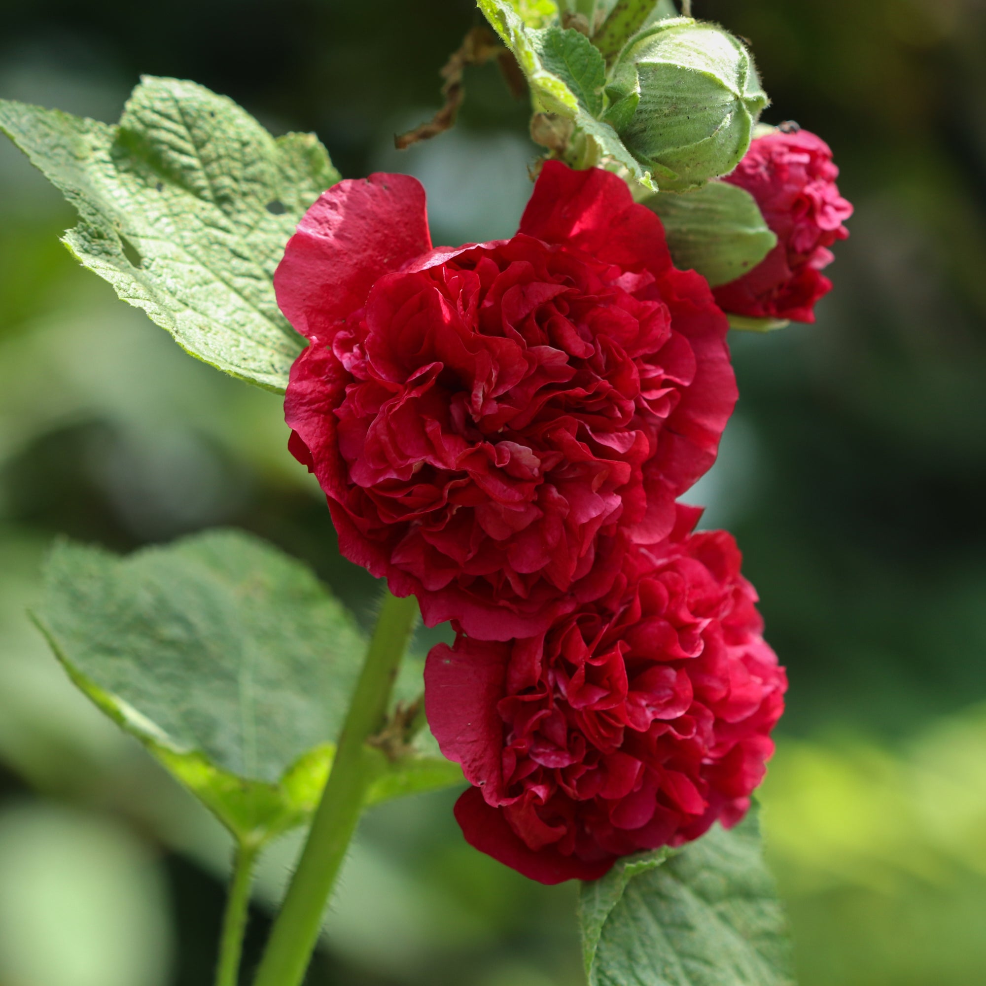 Hollyhock (Alcea) Chater's Red 9cm