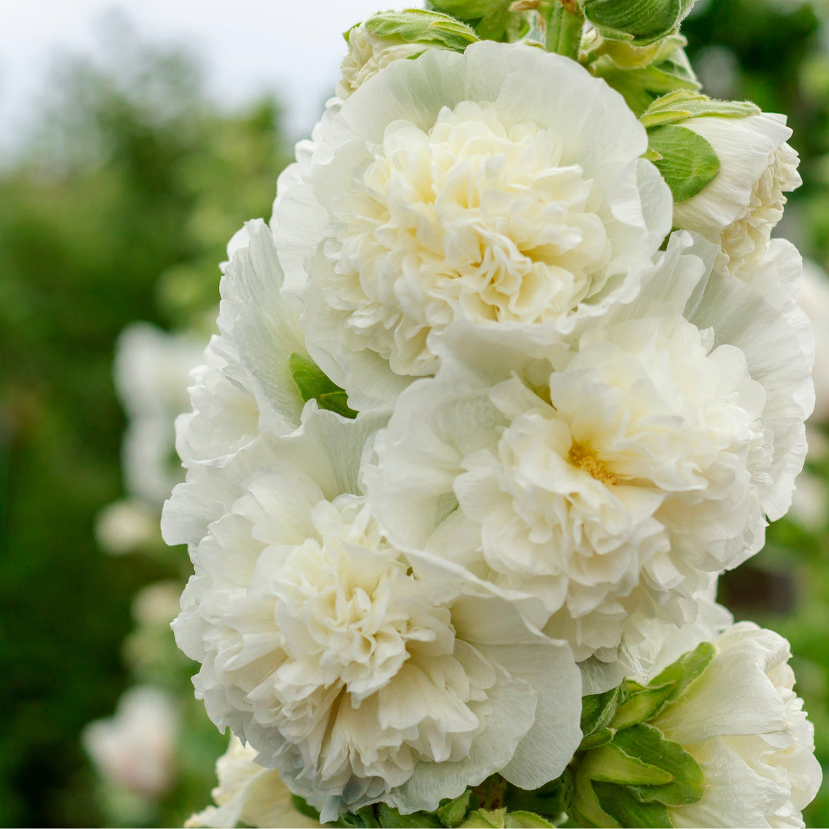 Close-up of Hollyhock (Alcea) &#39;Chaters White&#39; 9cm showcases its tall stalks with large, ruffled white blooms and soft green leaves, perfect for adding classic charm to any cottage garden. Blurred background highlights this beautiful perennial.