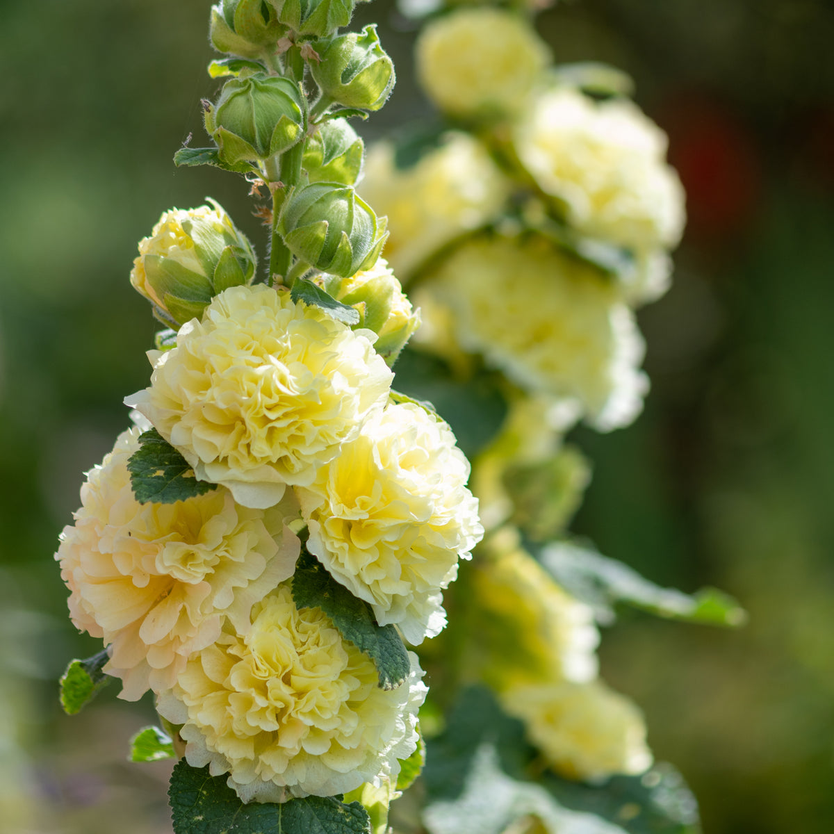 Hollyhock (Alcea) Yellow &#39;Spring Celebrities Lemon&#39; 1.5L