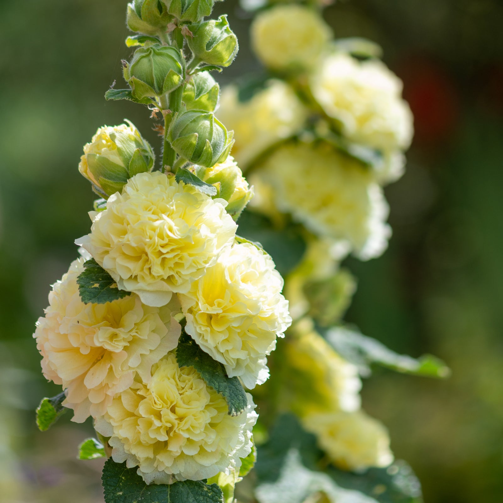 Hollyhock (Alcea) - Double Yellow 2L features tall stalks of pale yellow, double blooms with ruffled petals and lush green leaves, brightening any cottage garden with its vibrant color and classic perennial charm.