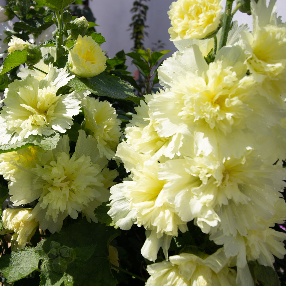 Hollyhock (Alcea) - Double Yellow 2L features pale yellow, double blooms with ruffled petals set against lush green leaves, brightening your cottage garden with perennial charm. Soft shades of white and green create a blurred backdrop.