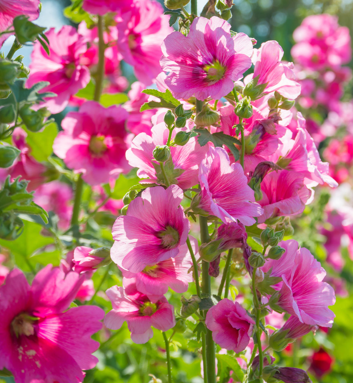 The &quot;5 Perennials for a Sunny Site&quot; feature tall stalks of bright pink hollyhocks with green leaves, adding vibrant color and cheer to gardens in full sun or partial shade.