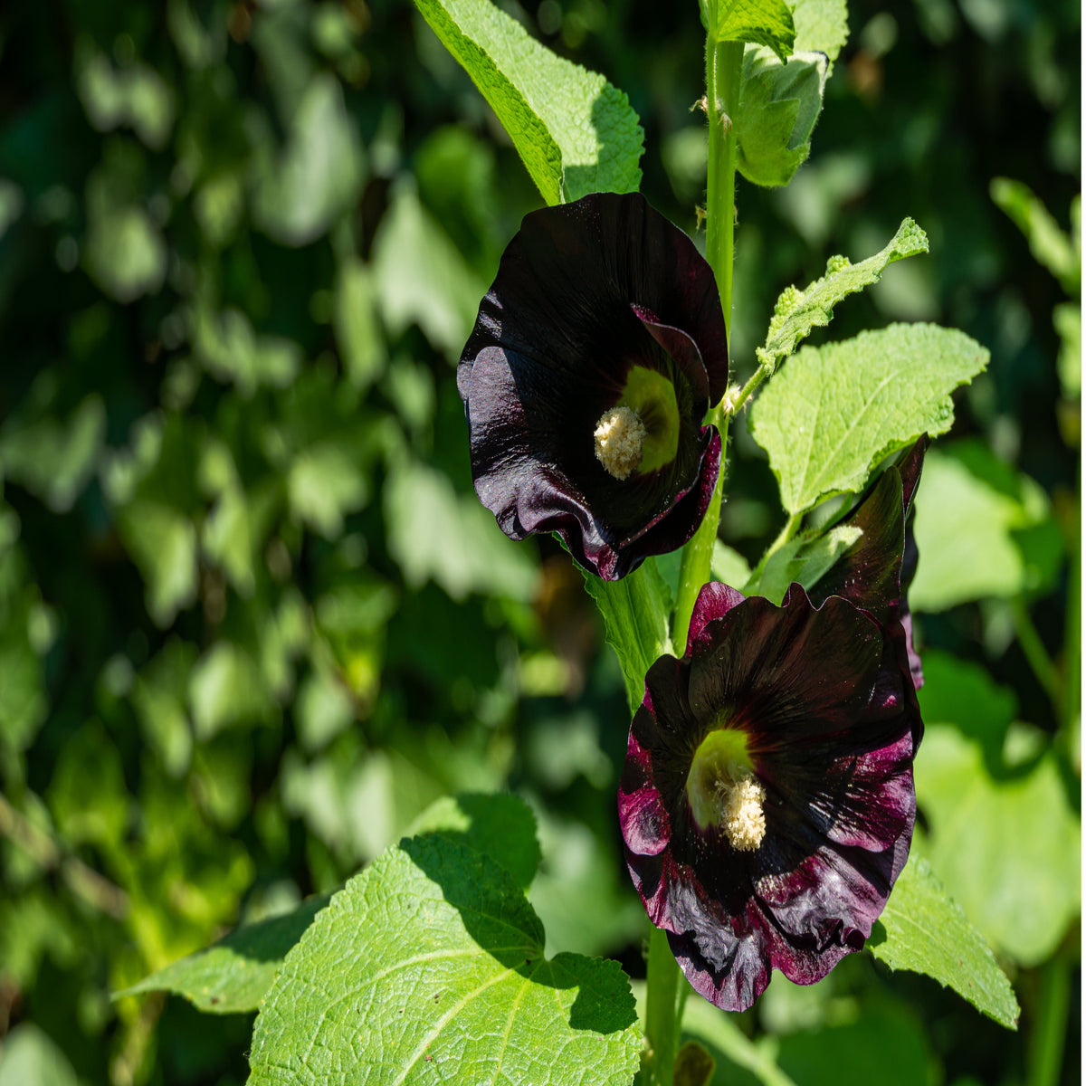 Alcea rosea &#39;Nigra&#39; (Hollyhock) 9cm