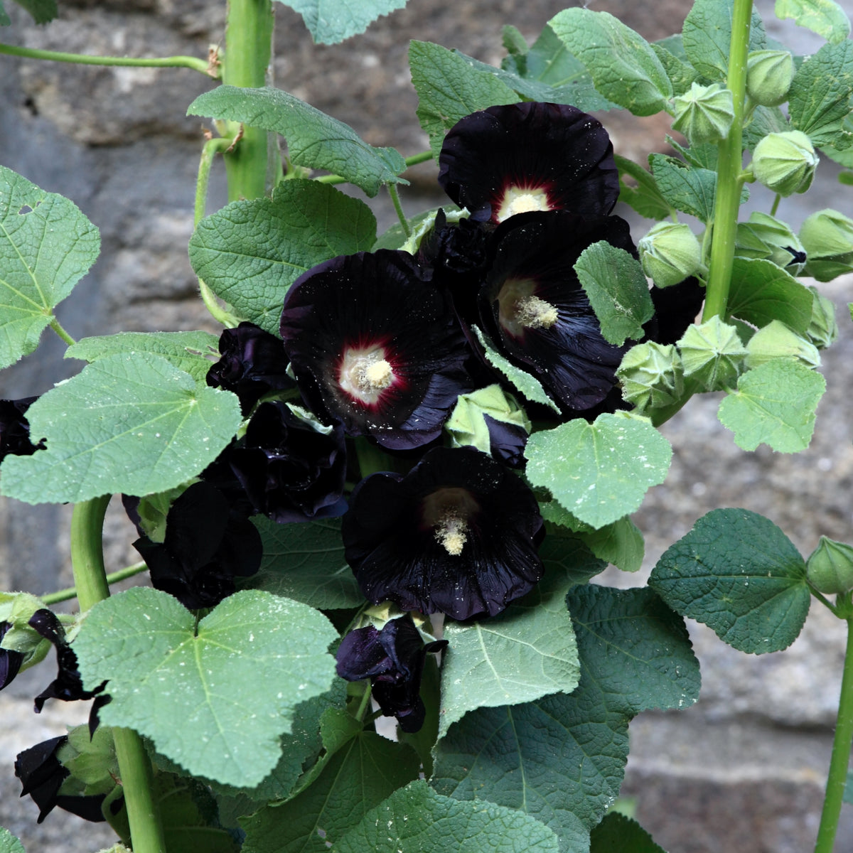Alcea rosea &#39;Nigra&#39; (Hollyhock) 9cm