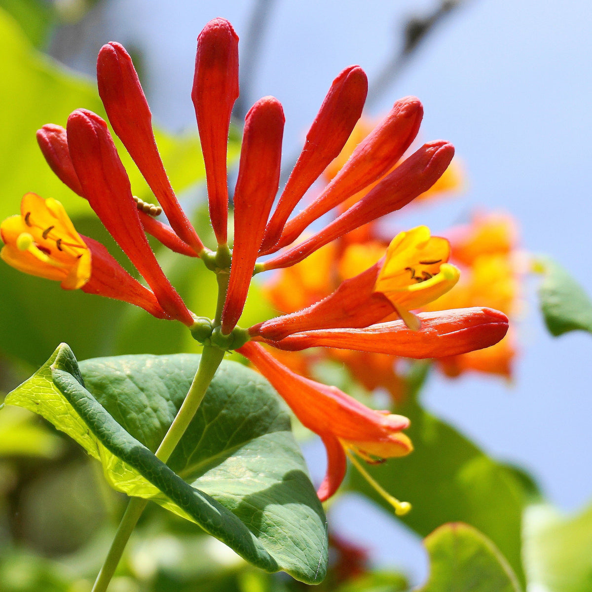 A close-up of Honeysuckle &#39;Tellmaniania&#39; (Lonicera japonica 60cm) displaying vivid red and yellow blooms among green leaves against a soft outdoor background, highlighting its beauty from May to July.