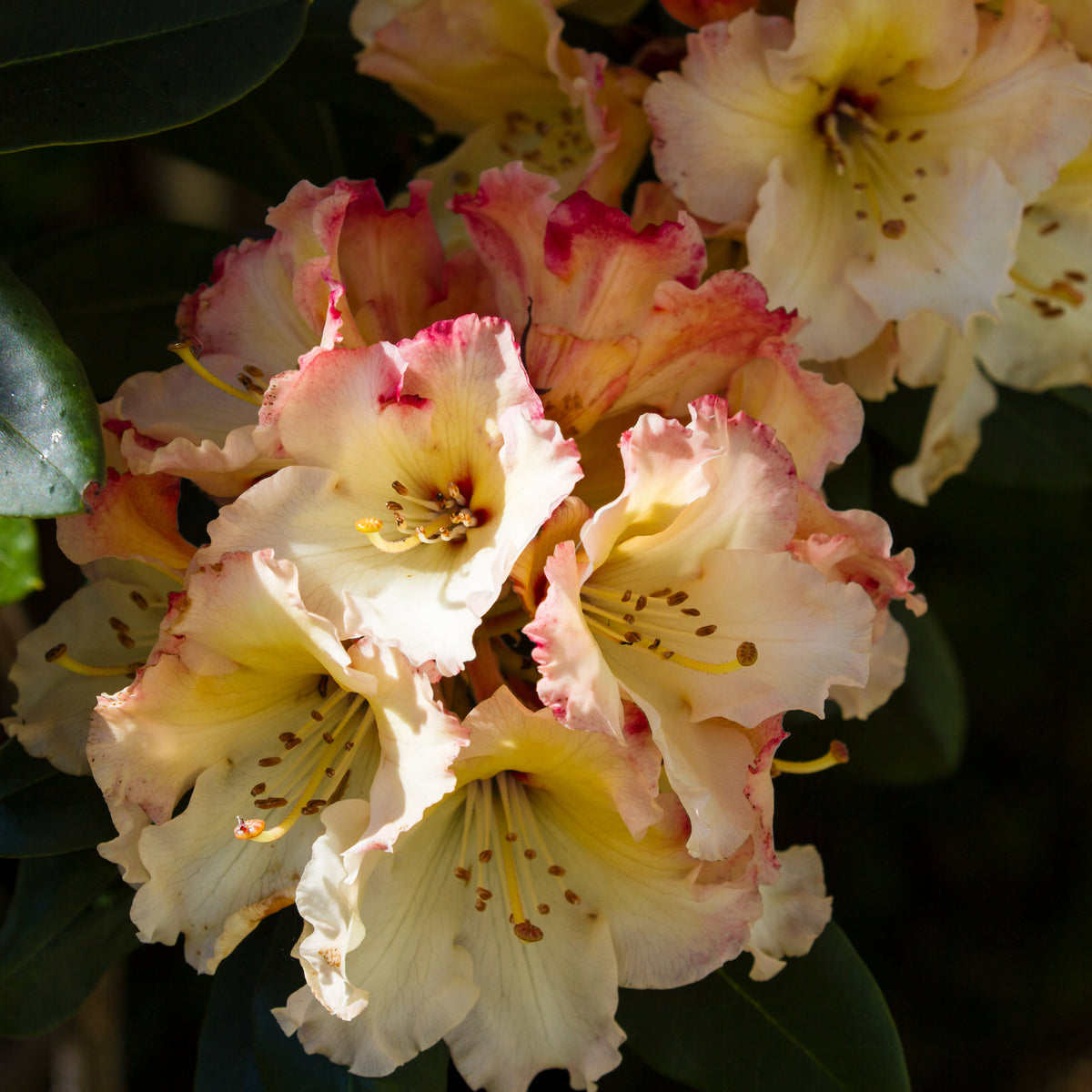 Standard Rhododendron &#39;Horizon Monarch&#39; (Yellow) 80cm