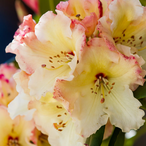 houseonthehill yellowflower ロンティ 80サイズ Yellow & Bronze Daylily Bare Root Plants for Sale | Frans Hals