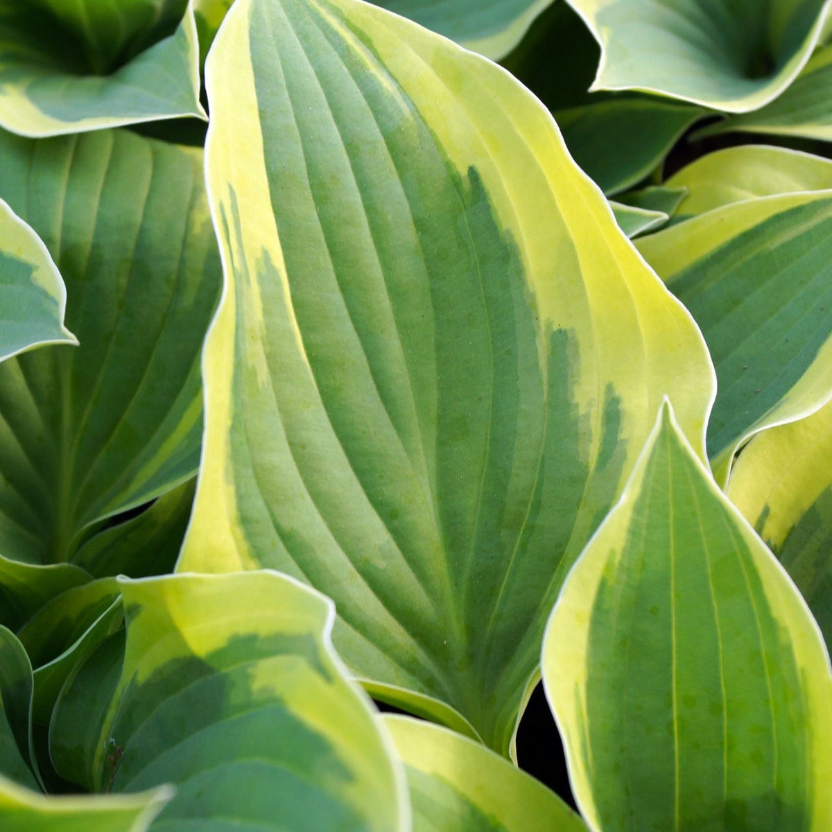 Hosta &#39;Aureomarginata&#39; 2L