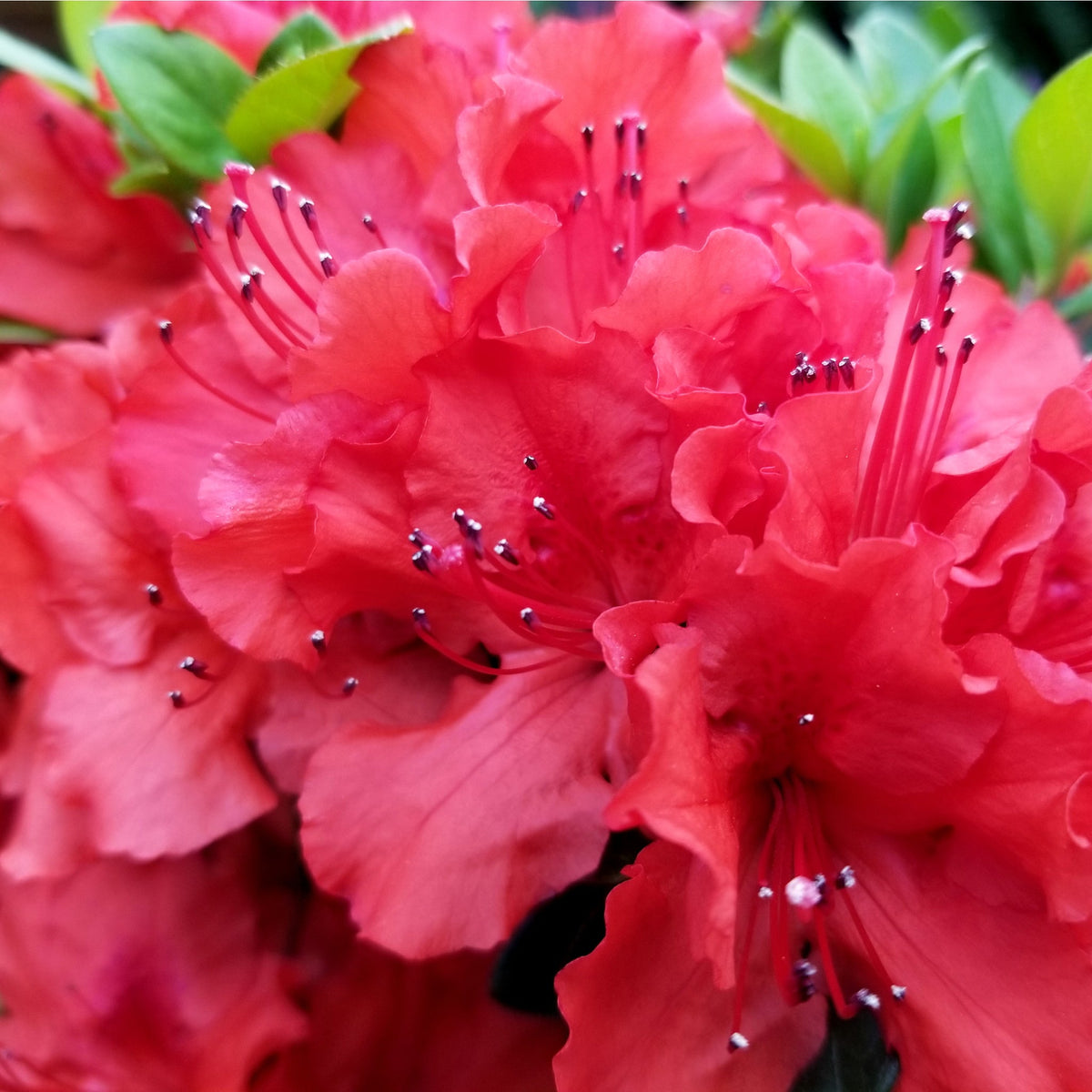 Close-up of Azalea japonica &#39;Hot Shot Variegata&#39; 2L in full bloom, featuring vibrant red ruffled petals, long stamens with dark anthers, and striking green leaves—ideal for eye-catching garden displays.