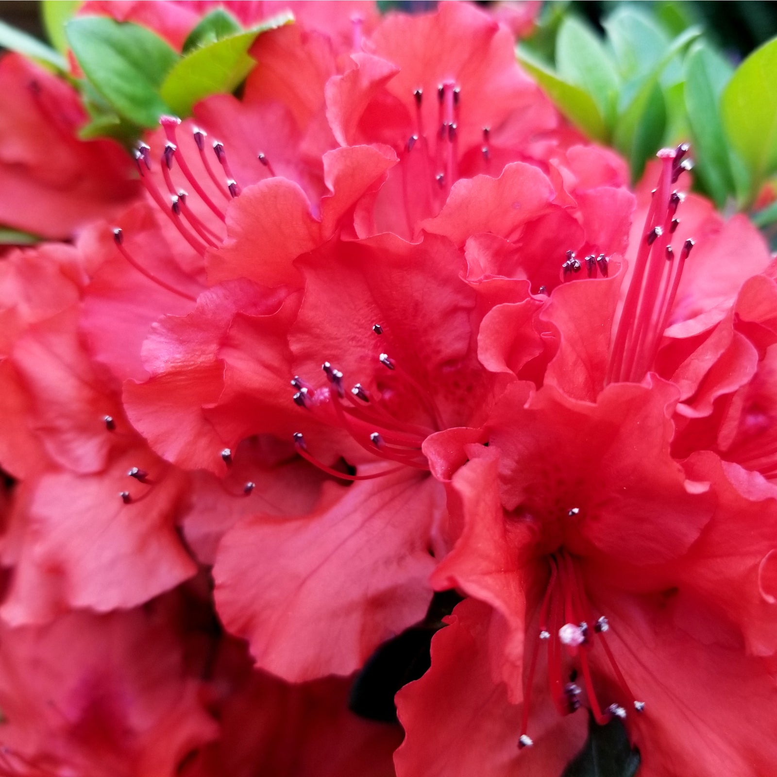 Close-up of vibrant carmine-red flowers on Azalea 'Johanna' 2L, an evergreen variety in full bloom with delicate petals, dark stamens, and lush green foliage.